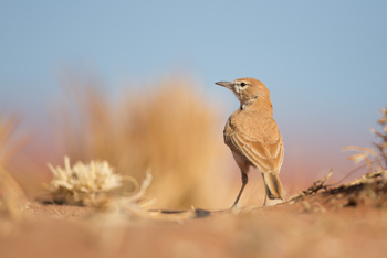 andBeyond Sossusvlei Desert Lodge: Endemische Dune Lark