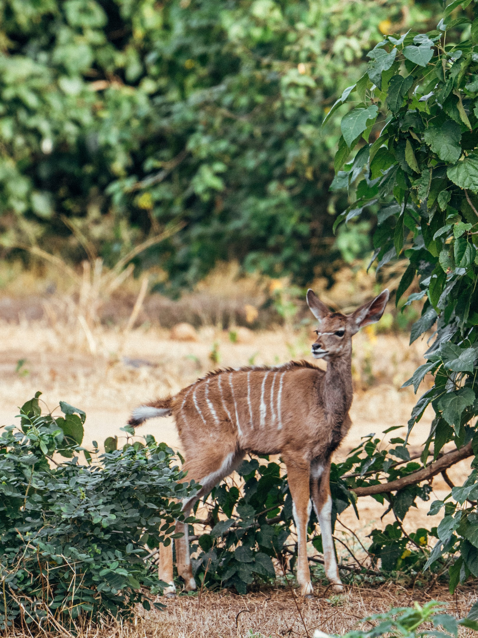 Anabezi Luxury Tented Camp Anabezi Luxury Tented Camp: Kudubaby