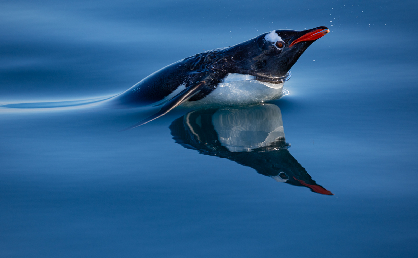 Antarctica21 Tiere Antarctica21 Tiere