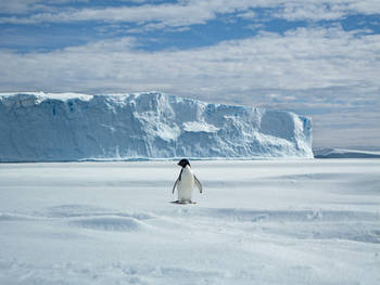 Antarktis: Adéliepinguin vor majestätischer Eiswand