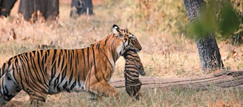 Bamboo Forest Safari Lodge: Tigerin mit Kätzchen