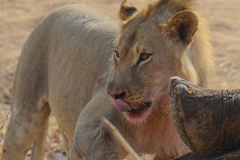 Camp Hwange: Löwe an totem Elefant