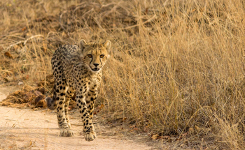 Cheetah Plains: Gepard