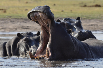 Chundukwa River Lodge: Hipposchlund