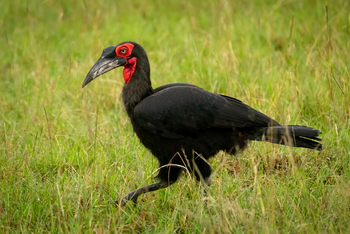 Cottar's 1920s Safari Camp: Ground Hornbill