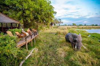 Delta Camp Delta Camp: Elefant vor dem Camp
