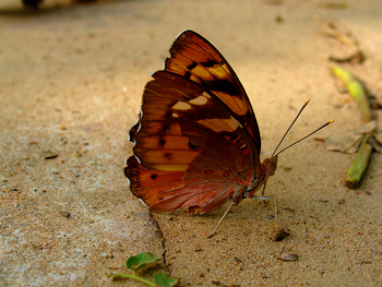 Flame of the Forest Safari Lodge: Falter