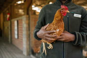 Gibb's Farm: Mitarbeiter mit Hahn