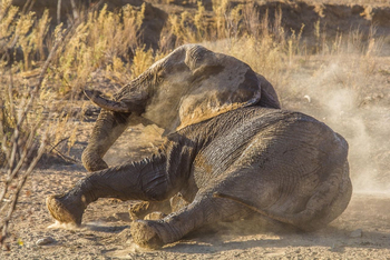 Hobatere Lodge: Staubbad