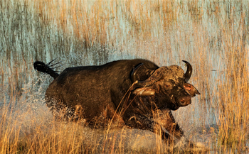 Beagle Expeditions: Preschender Büffel