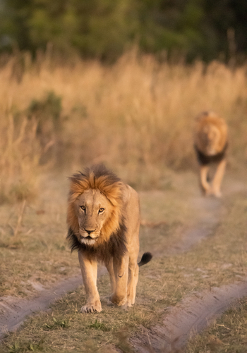 Lebala Camp Lebala Camp: Löwen