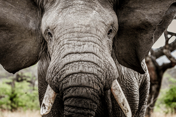 Legendary Nyasi Tented Camp: Elefantenbulle