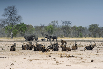 Linkwasha Camp Linkwasha Camp: Rappenantilopen und Elefanten