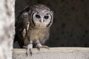 Loldia House: Greifvogelstation