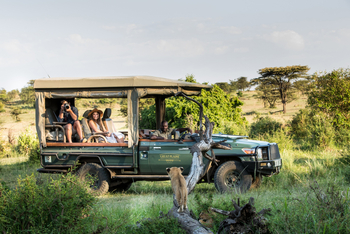 Mara Plains Camp: Junger Löwe