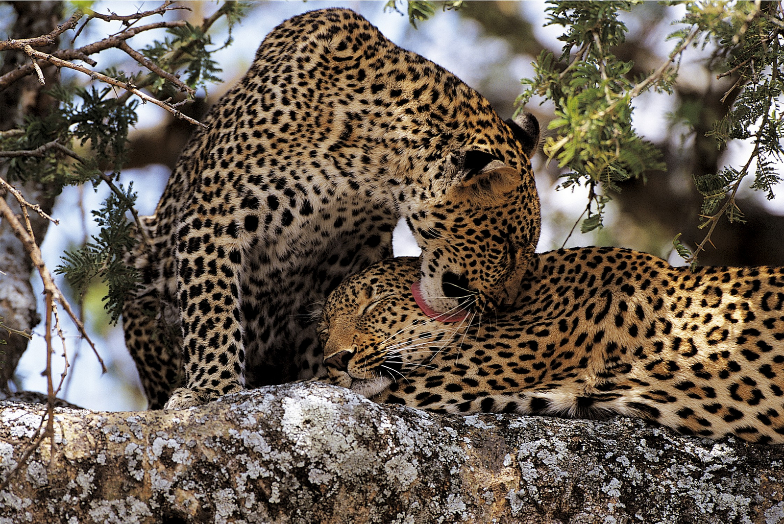 Mara River Post Mara River Post: Leoparden
