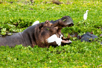 Molori Mashuma: Kuhreiher und Hippo