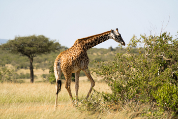 Naboisho Camp: Giraffe