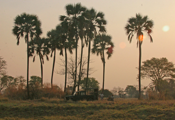 Nanzhila Plains Camp: Palmen