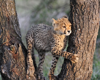 Ndutu Safari Lodge: Gepard in einem Baum