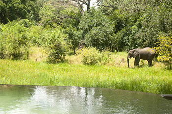 Nkwali Camp: Elefant