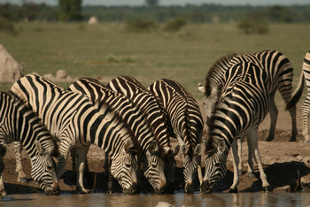 Nxai Pan Camp: Zebras am Wasserloch
