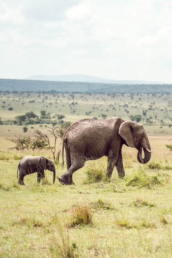 Olare Mara Kempinski: Elefant mit Jungtier seitlich