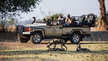 Puku Ridge Camp: Wildhunde