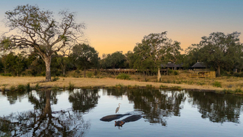 Sabi Sabi Bush Lodge: Reiher Auf Hippo im Morgengrauen