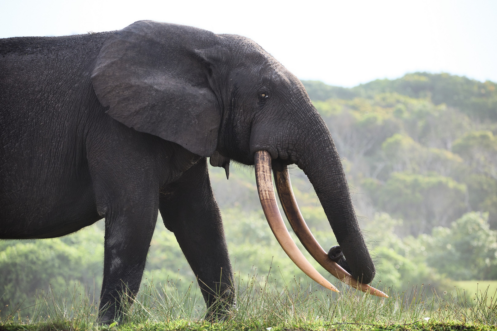 Sette Cama Eco Camp Sette Cama Eco Camp: Waldelefant Profil