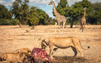 Shawa Luangwa Camp: Lion Kill