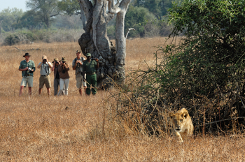 Shenton Safaris: Walking Safari