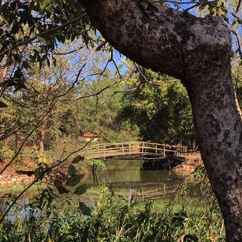 Shergarh Tented Camp: Brücke zum Camp House