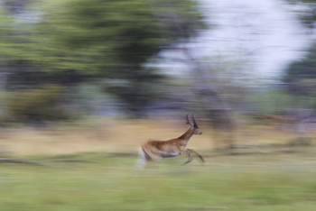 Shinde Lodge Shinde Lodge: Fliehende Moorantilope
