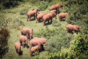 Solio Lodge: Elefanten im Aberdares National Park