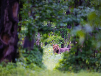 Sungani Lodge Sungani Lodge: Löwe