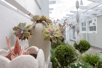 Swakopmund Guesthouse: Sukkulenten