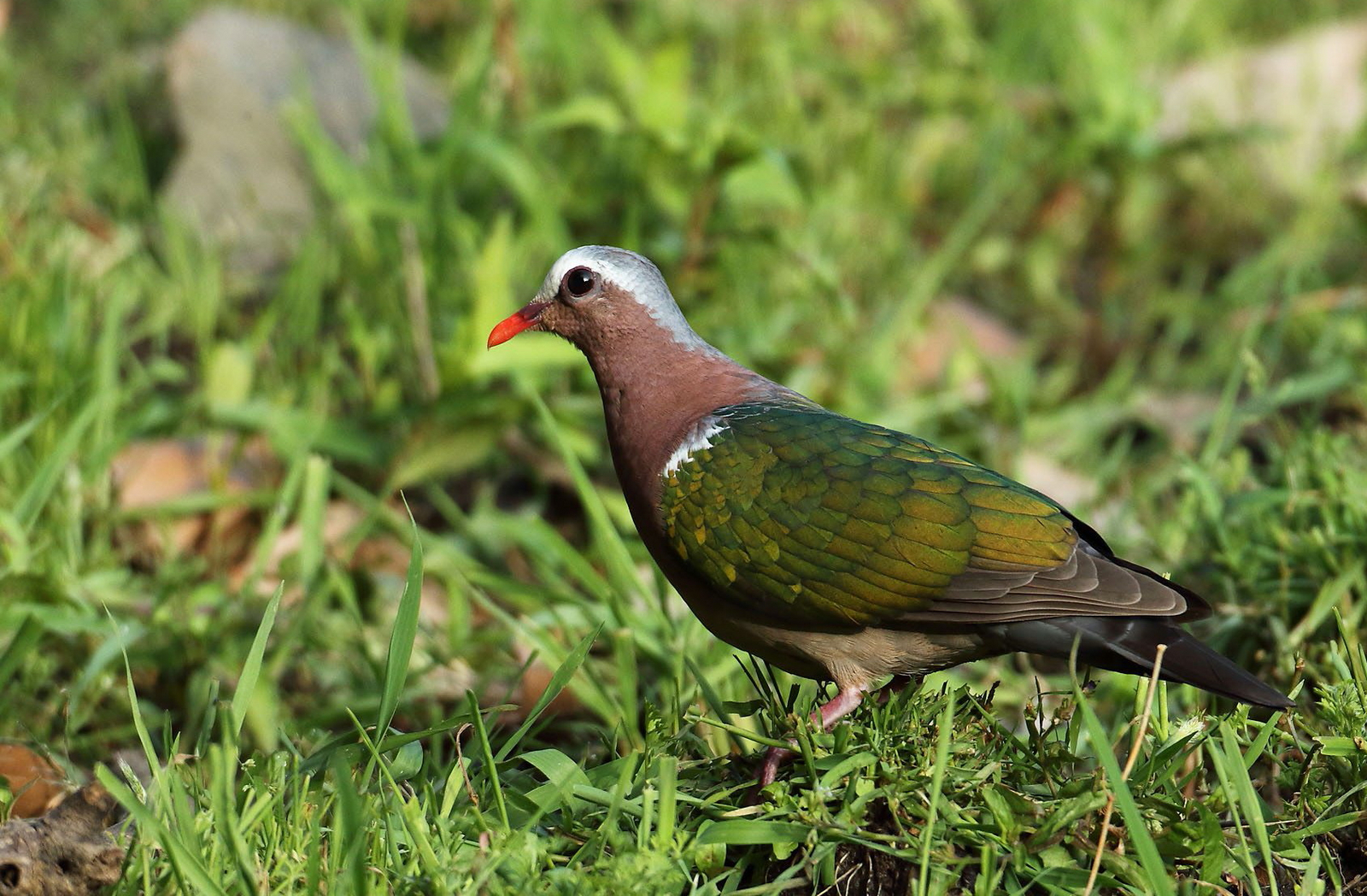 Vanghat Vanghat: Emerald Dove