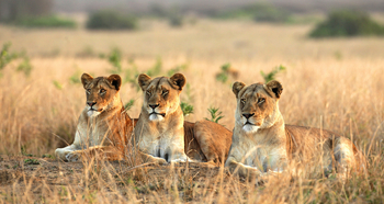 Xaranna Okavango Delta Camp: Löwentrio