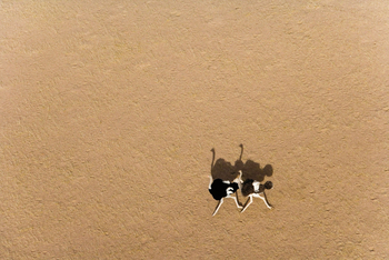 andBeyond Sossusvlei Desert Lodge: Strauße