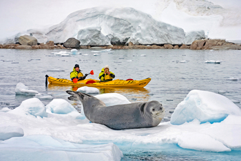 Antarktis: Kajakgäste beobachten Leopardenrobbe auf blauem Eis