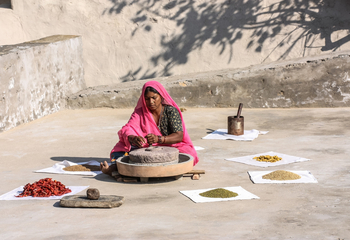 Brij Lakshman Sagar: Gewürzernte