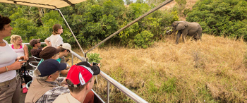 Budongo Eco Lodge: Waldelefant