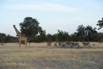 Camp Hwange: Giraffe und Zebras