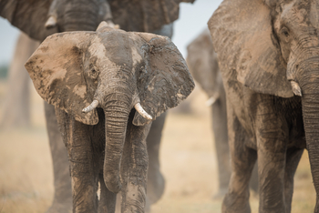 Camp Linyanti Camp Linyanti: Elefanten