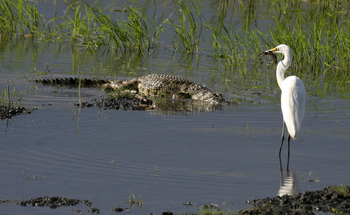 Chobe Elephant Camp: Krokodil und Reiher
