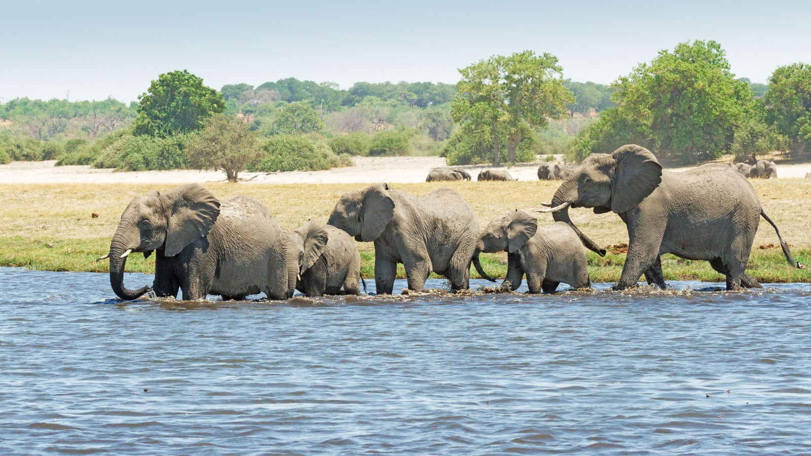 Chobe Savanna Lodge Chobe Savanna Lodge: Elefantenfamilie