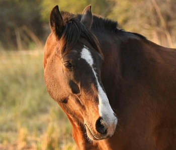 Chundukwa River Lodge: Pferd