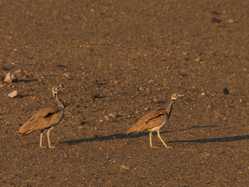Damaraland Camp: Rüppeltrappen