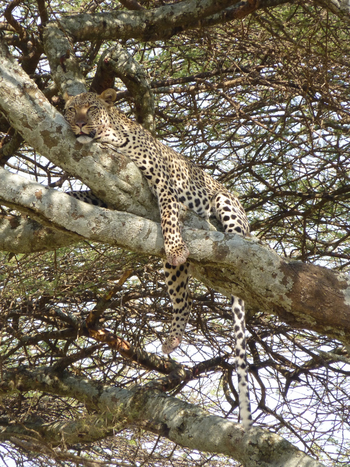 Dunia Camp: Leopard im Baum